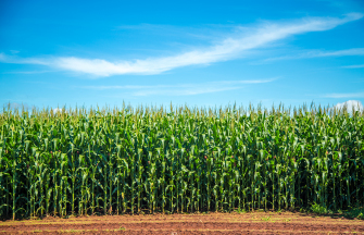 Healthy corn field