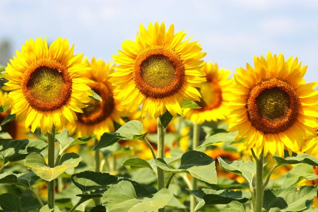 sunflowers-agriculture-field