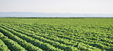 soybean field