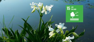 Longview Lilies_Level-1